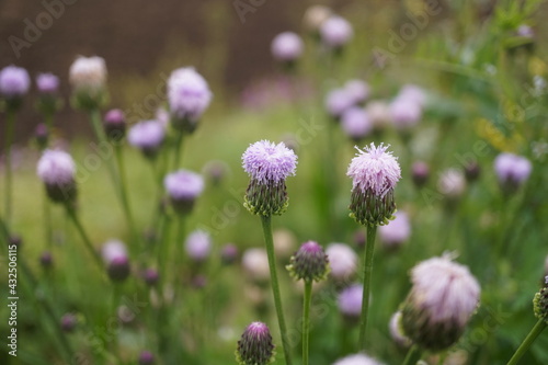 雨上がりの春の風景、新緑とカラフルな草花