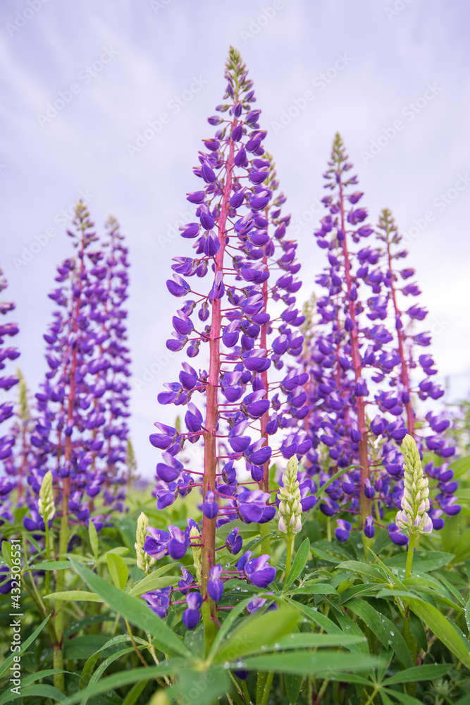 Naklejka premium Pink and purple lupines against a purple sky. Nature background.