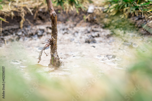 Young tree planted in spring and spilled by water close-up