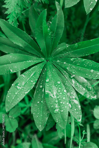 Green leaves of lupine. Green nature background.