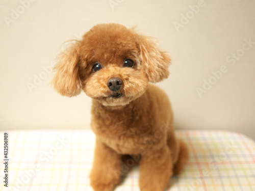 日本、トイプードル