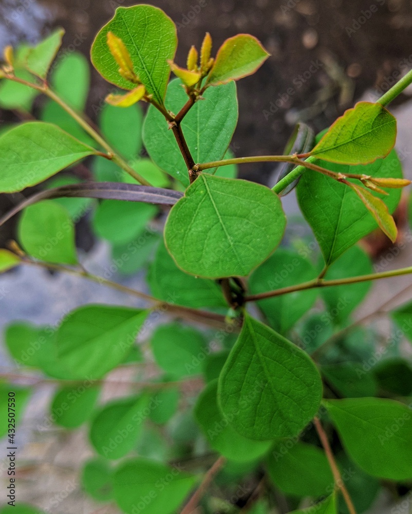 Large beautiful drops of transparent rain water on a green leaf macro. Drops of dew in the morning glow in the sun. Beautiful leaf texture in nature. Natural background