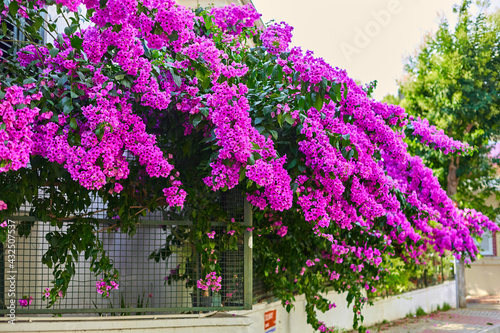 Decoration of a residential building with bright purple flowers