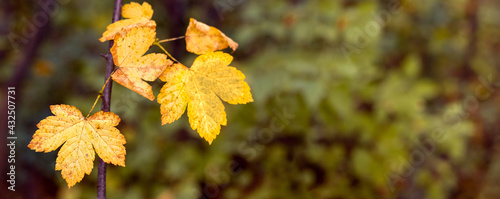 Yellow autumn leaves on a tree branch in the forest on a blurred background, panorama