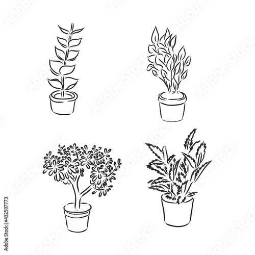 Pot plants set, vector illustration flowers in pots drawn black line on a white background, hand-drawn design elements.
