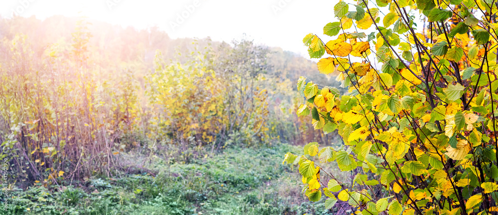 Autumn tree in the forest on a background of dense thickets in sunny weather Autumn tree in the forest on a background of dense thickets in sunny weather