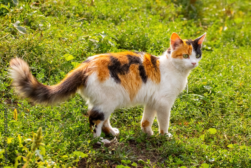 Cat with white, orange and black fur on green grass in sunny weather