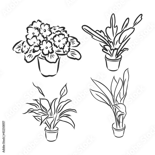 Pot plants set, vector illustration flowers in pots drawn black line on a white background, hand-drawn design elements.