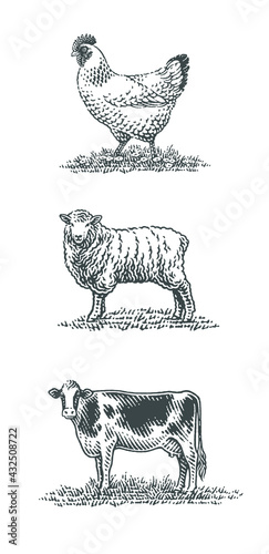 Cow, sheep and chicken, farm domestic animals.
Hand drawn engraving style vector illustration.