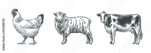 Cow, sheep and chicken, farm domestic animals.
Hand drawn engraving style vector illustration. photo