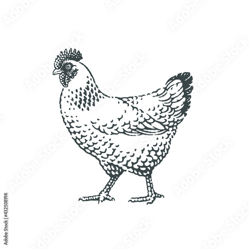 Chicken, farm domestic animal. Hand drawn engraving style vector illustration.