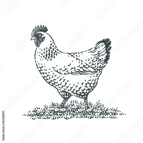 Chicken, farm domestic animal. Hand drawn engraving style vector illustration.