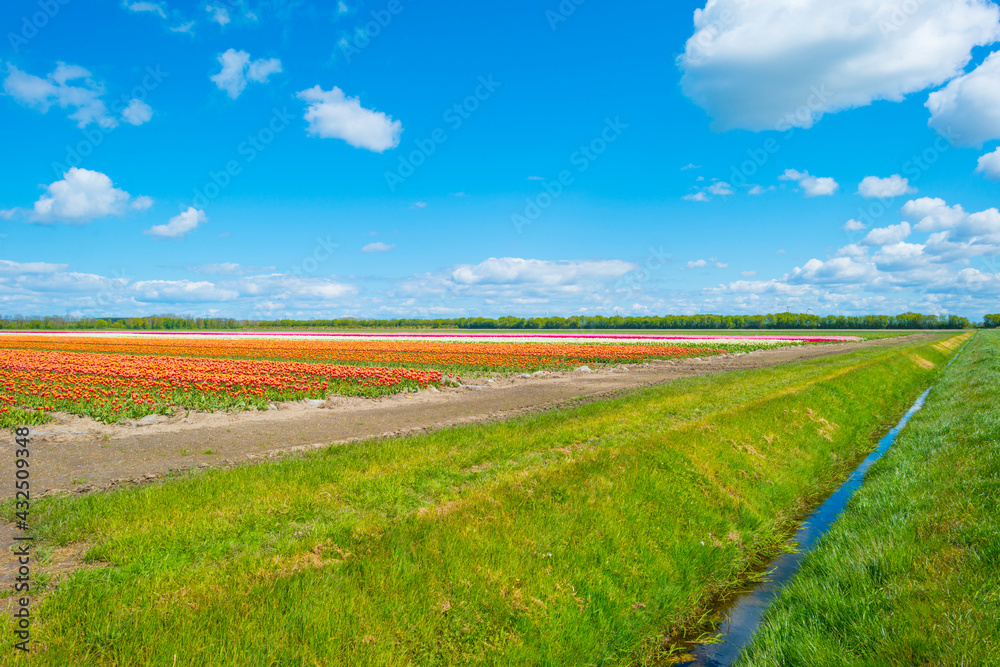 Colorful tulips in an agricultural field in sunlight below a blue white cloudy sky in spring, Almere, Flevoland, The Netherlands, May 7, 2021