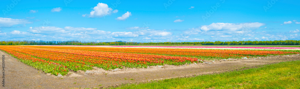 Colorful tulips in an agricultural field in sunlight below a blue white cloudy sky in spring, Almere, Flevoland, The Netherlands, May 7, 2021