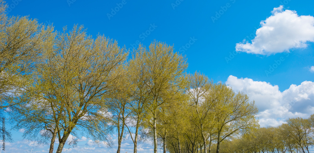 Sunlit trees in a colorful forest in bright sunlight below a blue white cloudy in springtime, Almere, Flevoland, The Netherlands, May 7, 2021
