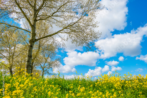 Yellow wild flowers blooming in green grass along trees in sunlight below a blue white cloudy sky in spring, Almere, Flevoland, The Netherlands, May 7, 2021, 2021