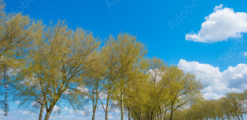 Sunlit trees in a colorful forest in bright sunlight below a blue white cloudy in springtime, Almere, Flevoland, The Netherlands, May 7, 2021 © Naj