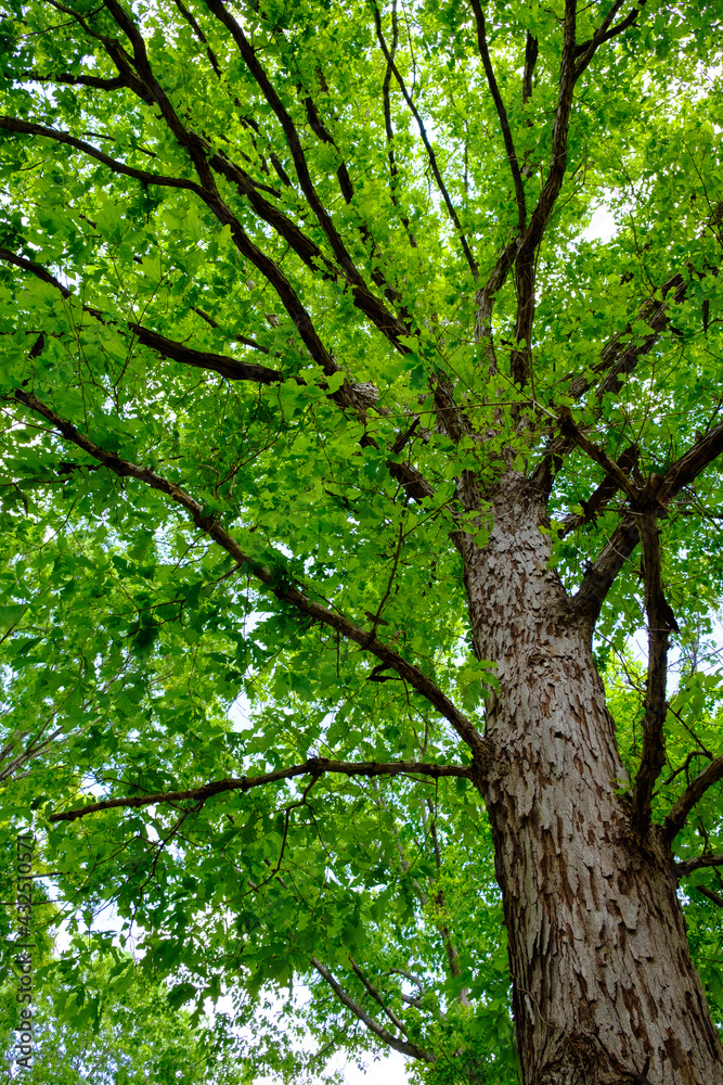 Majestic oak tree filling the frame with vibrant green spring foliage Majestic oak tree filling the frame with vibrant green spring foliage