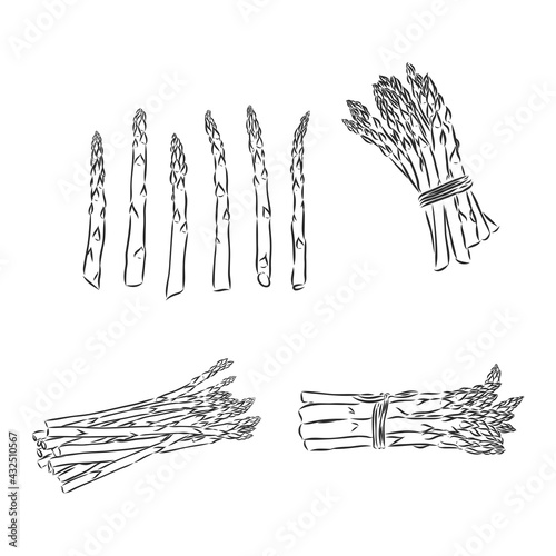 Spring asparagus hand drawn vector asparagus vector sketch