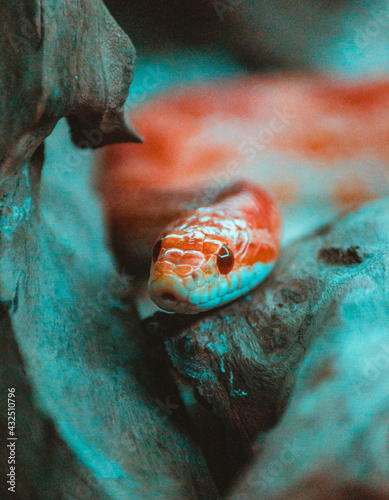 corn snake