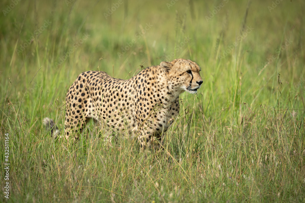 Cheetah stands in tall grass in sunshine Cheetah stands in tall grass in sunshine