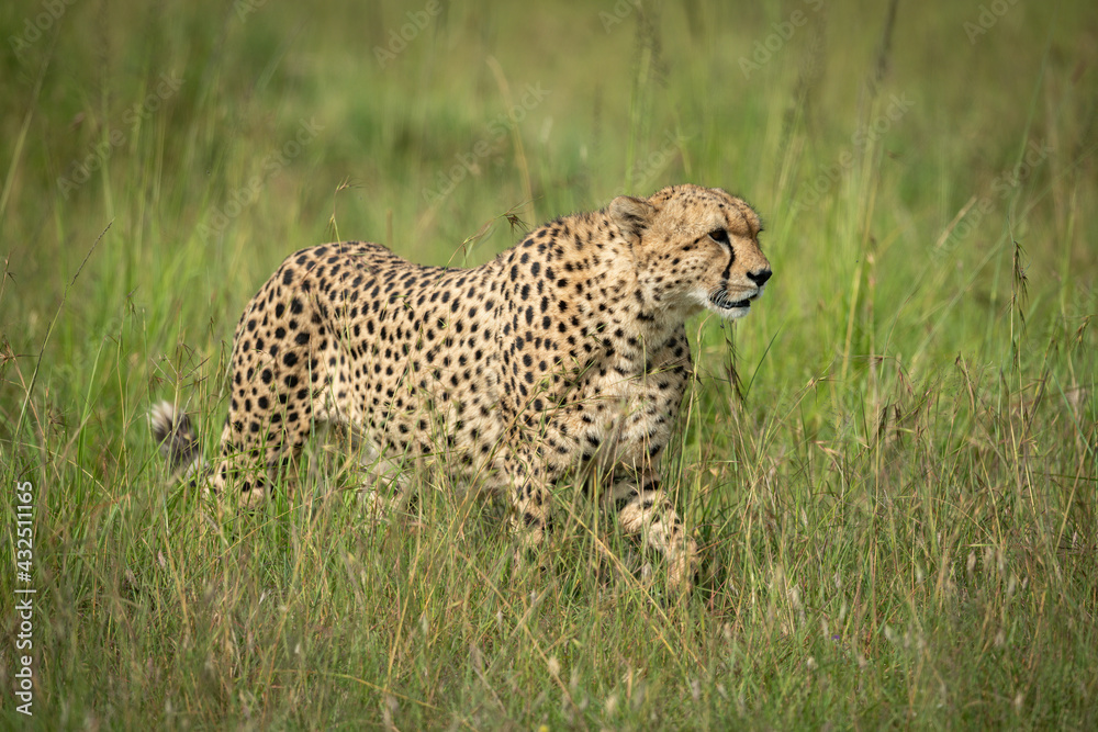 Cheetah walks through tall grass lifting paw Cheetah walks through tall grass lifting paw