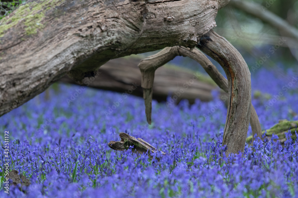 Obraz premium Blue bells