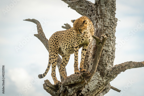 Cheetah stands in dead tree staring down