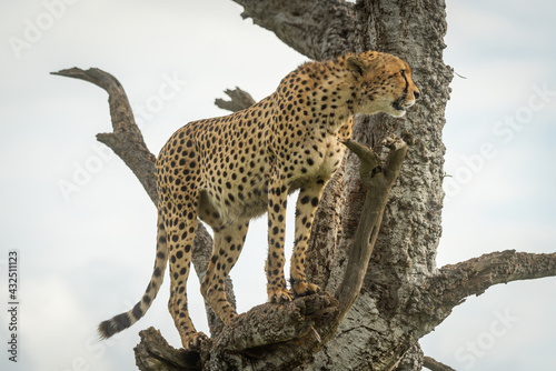 Cheetah stands in old tree staring ahead