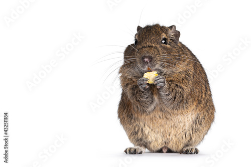 Young Degu rodent aka Octodon degus, sitting facing front on hind paws. Holding food in front paws eating. Looking towards camera. Isolated on a white background. photo