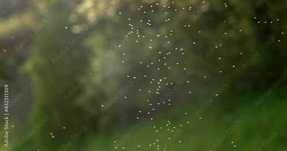 Flock of midges on a blurred background