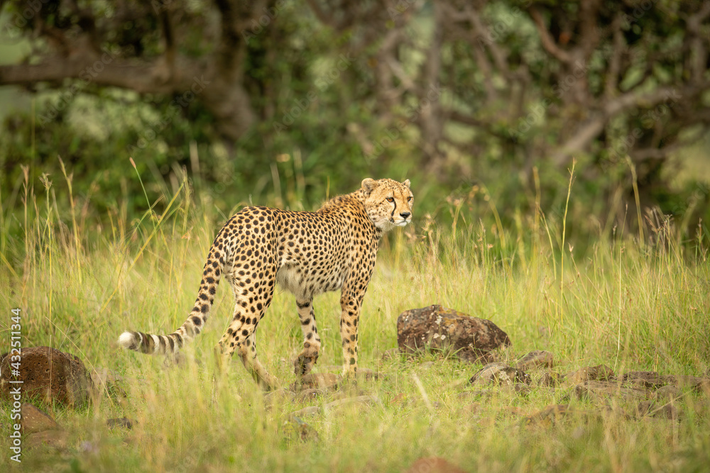 Cheetah walks across frame over rock-strewn grass Cheetah walks across frame over rock-strewn grass