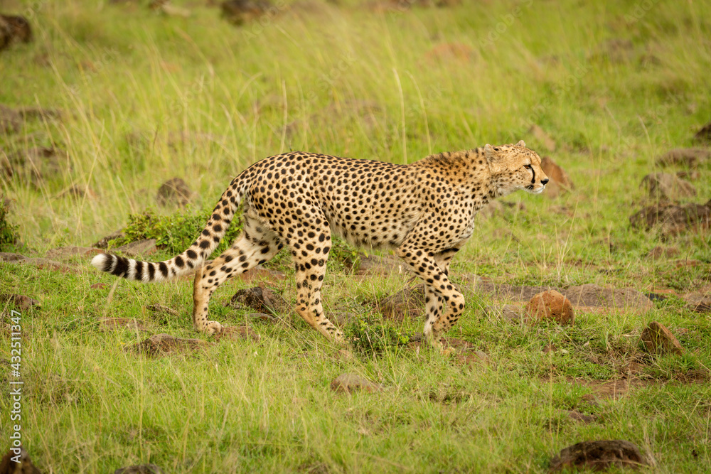 Cheetah walks over rock-strewn grass lifting paw