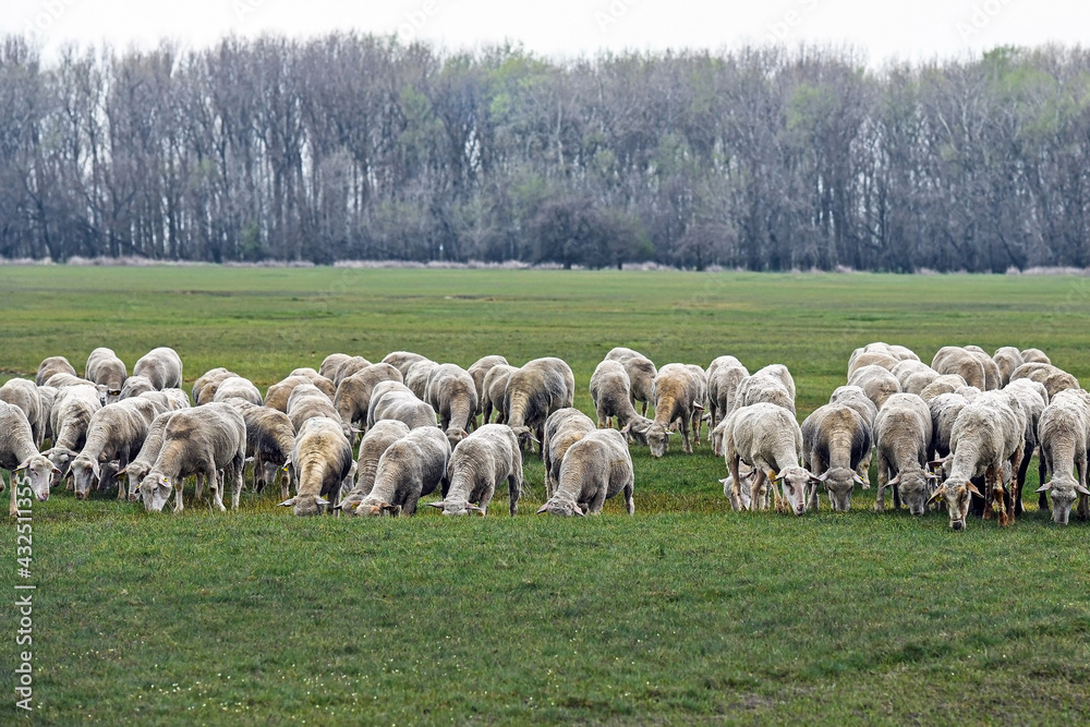 Obraz premium Sheep on the meadow in winter time