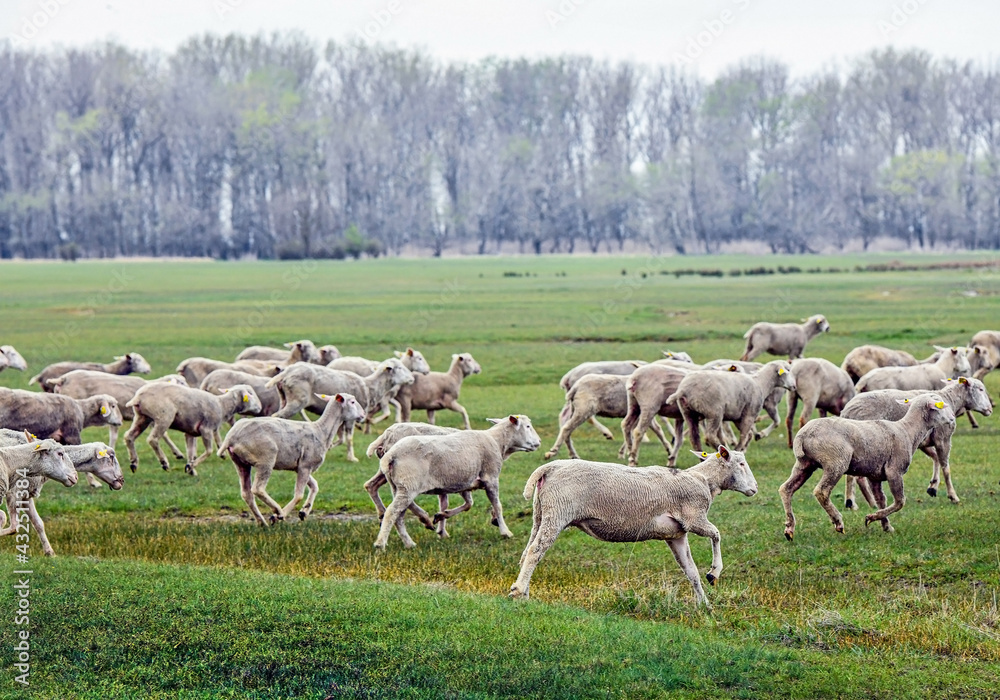 Obraz premium Sheep on the meadow in winter time