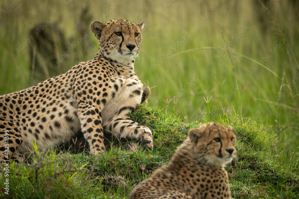 Close-up of cheetah and cub on mound Close-up of cheetah and cub on mound