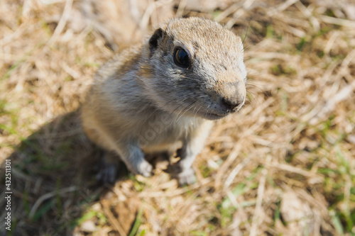 Close-up portrait of a curious gopher sitting in a field