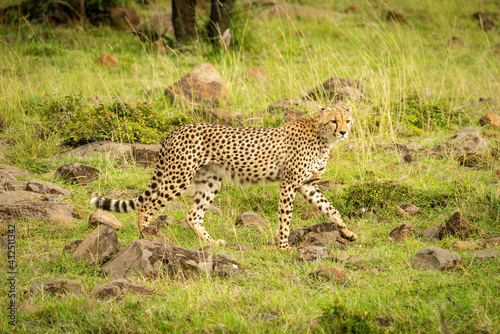 Cheetah walking across frame over rock-strewn grass