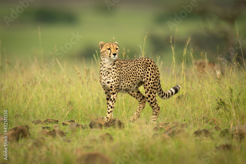 Slika na platnu Cheetah walks towards camera over rock-strewn grass