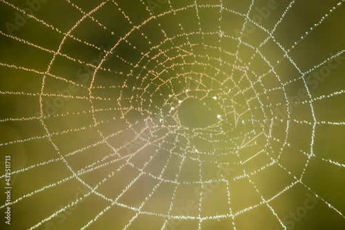 macro of spiders web with dew drops
