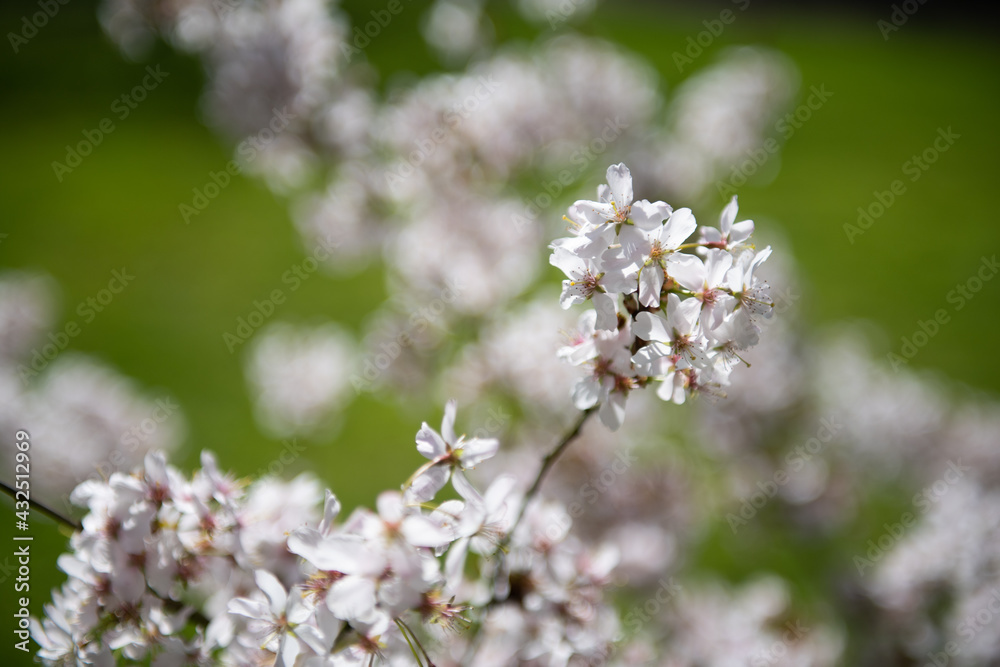 Prunus pandora blossom 2