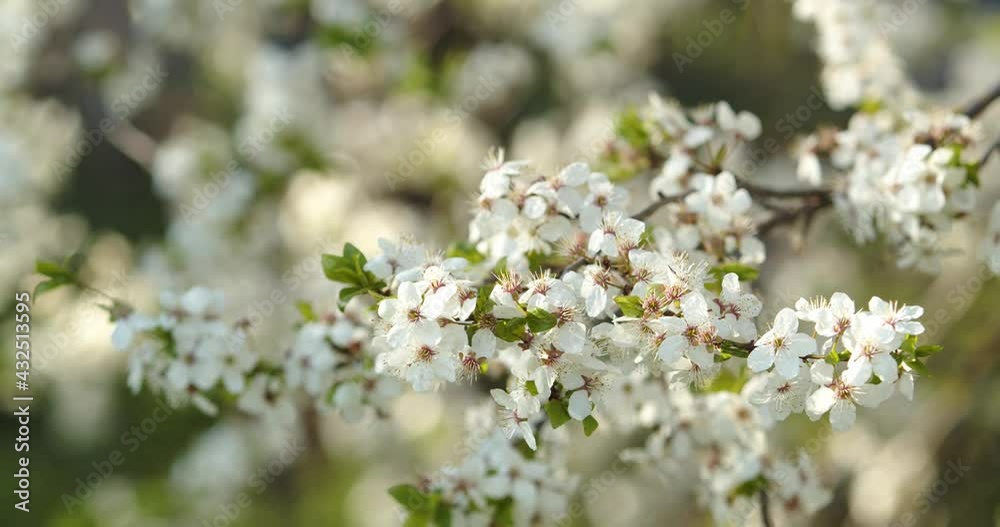 Spring cherry blossoms. The branches are covered with white petals Spring cherry blossoms. The branches are covered with white petals