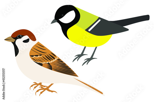 Field Sparrow and Great Tit vector isolated. City birds stock illustration.