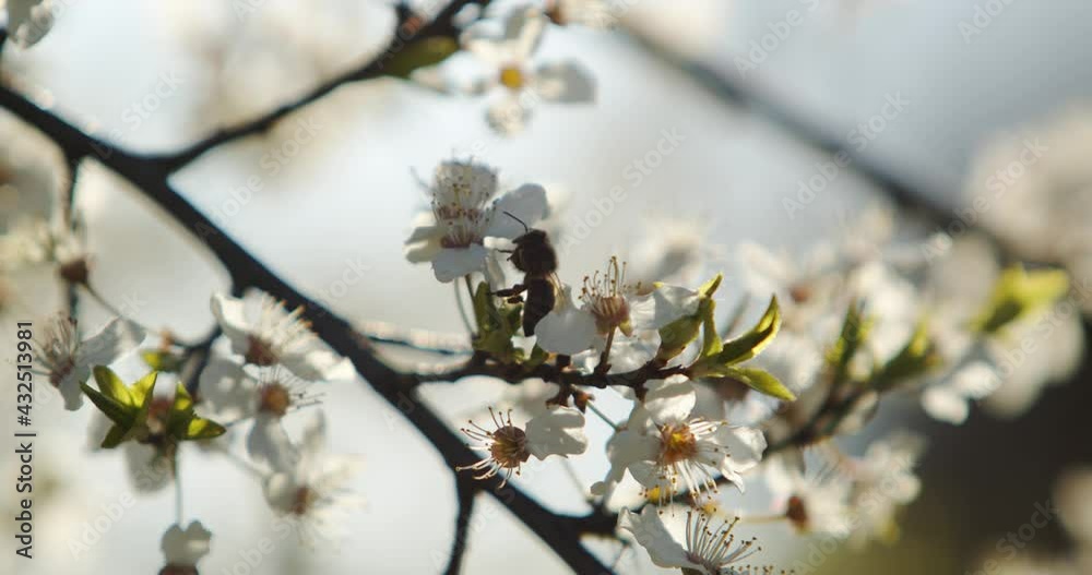 Spring cherry blossoms. The branches are covered with white petals. The bee collects juice from flowers Spring cherry blossoms. The branches are covered with white petals. The bee collects juice from flowers