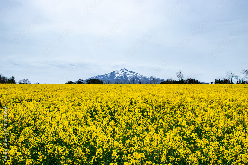 Obraz premium 青森県 鯵ヶ沢町の菜の花畑