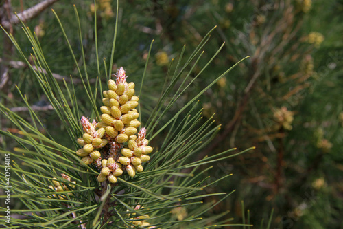 Close up of pine cones, pine blossom