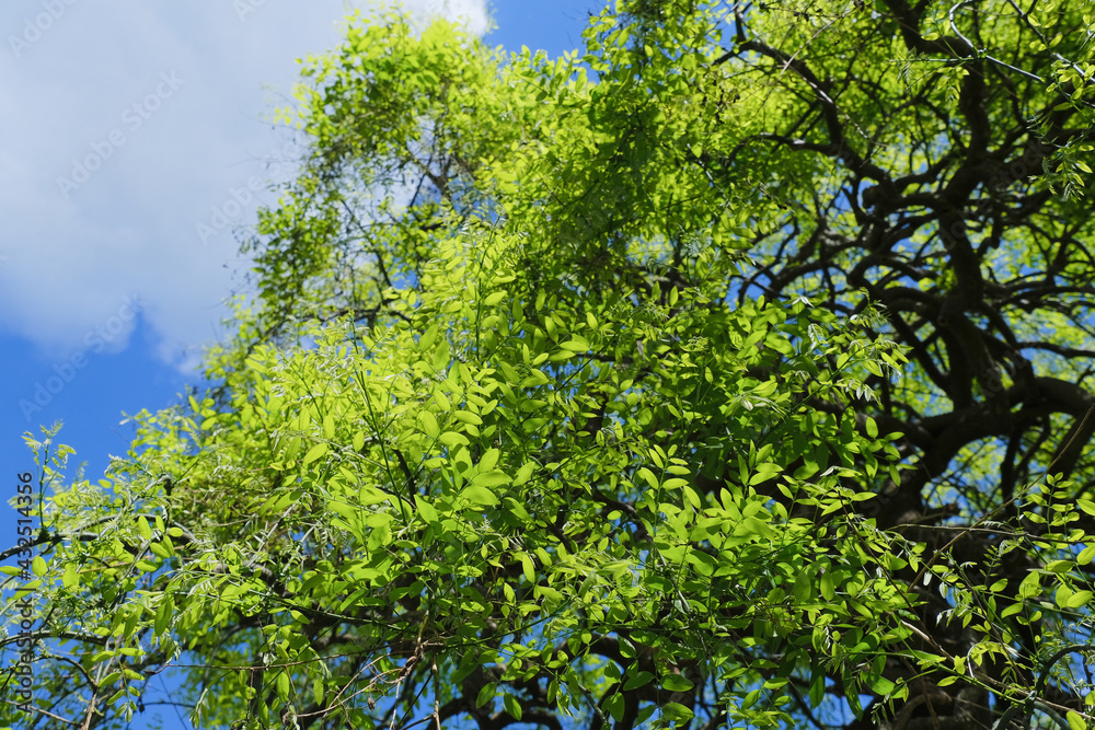 Un albero di sophora japonica ricoperto di foglie verdi in una giornata di primavera. Un albero di sophora japonica ricoperto di foglie verdi in una giornata di primavera.