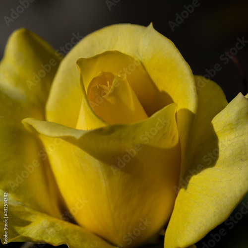 Selective focus shallow depth of field close up Macro image of a yellow rose flower blooming in spring time 