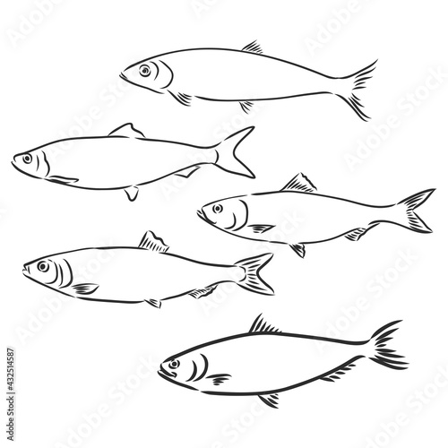 Sardine fish hand drawing vintage engraving illustration