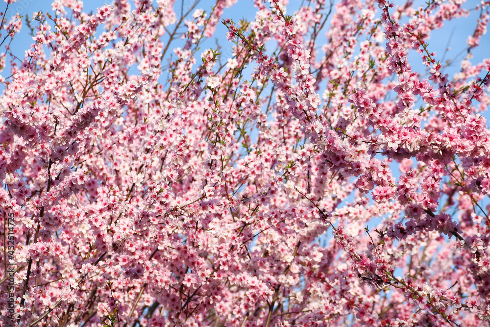 Obraz premium Beautiful cherry blossom sakura in spring time over blue sky.Cherry blossom in full bloom